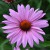 sq-echinacea-primadonna-deep-rose-pink-003.jpg