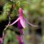 sq-fuchsia-ben-jammin-001.jpg