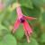 sq-fuchsia-coccinea-001.jpg