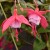 sq-fuchsia-connie-001.jpg