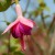 sq-fuchsia-constance-001.jpg