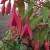 sq-fuchsia-corallina-001-LR.jpg