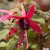 sq-fuchsia-dorothy-hanley-001.jpg