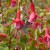 sq-fuchsia-elfin-glade-001.jpg