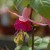 sq-fuchsia-garden-news-001.jpg