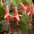 Billy Green Fuchsia sq-fuchsia-half-hardy-billy-green-001.jpg