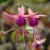 sq-fuchsia-hardy-chillerton-beauty-001.jpg