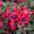 sq-fuchsia-hardy-magellanica-002.jpg