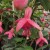 sq-fuchsia-heathfield-001-LR.jpg