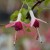 sq-fuchsia-hermiena-001.jpg