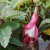 sq-fuchsia-lady-thumb-001-LR.jpg