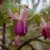 sq-fuchsia-lena-001.jpg