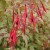 sq-fuchsia-magellanica-gracilis-variegata-001.jpg