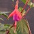 sq-fuchsia-prodigy-001.jpg