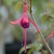 sq-fuchsia-richard-john-001.jpg