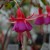 sq-fuchsia-scarcity-001.jpg