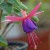 sq-fuchsia-sleepy-001.jpg