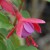 sq-fuchsia-son-of-thumb-001.jpg