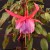 sq-fuchsia-tennessee-waltz-001.jpg