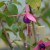 sq-fuchsia-the-tarns-001.jpg