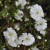 sq-gypsophila-elegans-001.jpg