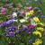 sq-limonium-sinuatum-supreme-series-mixed-003.jpg