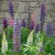 sq-lupinus-russel-hybrids-001.jpg