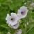 sq-marsh-mallow-001.jpg