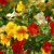 sq-mimulus-luteus-001.jpg