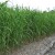 sq-miscanthus-x-giganteus-003.jpg