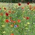 Nannys Birdseed Mix A lovely display of different flowers including red poppies, blue cornflowes, yellow and white daisy like flowers all surrounded by their green foliage and a well kept green lawn in the background.