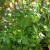 sq-parsley-italian-giant-002.jpg