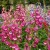 A photo fillied with mainly bright pink, long trumpet like flowers with white centres, facing down from tall green stems, with pointy green leaves towards the bottom. Lilac similar flowers are in the background.