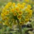 Close up head of Primula veris / cowslip with it's delicate yellow flowers with darker yellow, then pale green centres growing in a ball shape around the pale green stem