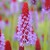 A close up photo of the flower head of Primula vialii, with a red core and lots of small lilac flowers.