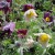 A display of dropping flower heads in colours of deep purple and white with orange stamens in the centre of the large droppy leaves. Thin, green upright leaves growing around the Pulsatilla Vulgaris Heiler Hybrid heads.