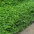 Hundreds of tiny mid green leaves next to each other, along the edge of a concrete path in the bottom right of the photo