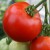 A medium to large, close up photo of a shiny, bright red, round, smooth skinned Abraham Lincoln tomato, hanging from the top right of the photo by a green stalk and stem. There is another red and two green top part of tomatoes at the bottom of the picture