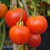 Three medium sizes red/orange, smooth skinned, round Amateur tomatoes hanging from green/brown stalks with two bamboo canes in the back ground and a few more round red tomatoes