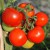 Cluster of mainly bright red, shiny, round Amys Sugar Gem tomatoes attached to green stalks and a green stem. Two green round fruits hiding behind the red.