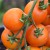 Close up of a vine of yellow/orange Auriga tomatoes hanging from a green stem with green stalks, stem is front, central and vertical in the photo.