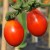 Two vibrant red, pear shaped, Austins Red Pear tomatoes hanging from a horizontal green stem by green stalks.