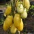 Lots of long yellow and yellow/green Banana Legs tomatoes hanging down with green stalks attached to a verticle green stem with soil in the background.