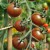 Five large, red/black, topped green/black, round Black Cherry tomatoes, hanging from green stalks and stem, the stem is at the front of the photo and verticle.