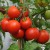 Group of traditional sized, smooth skineed, dull red Blizard tomatoes, hanging with green stalkts to green stems, surrounded with green tomato leaves.