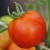 Close up of a traditional sized, red/orange, smooth skinned red tomato, with an upright growing green stalk attached to a green stem.