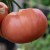 Close up of a very large, pink/orange beefsteak Caspian Pink tomato which is starting to form pleats at the top of the fruit, hanging from a green stem.