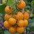 Cluster of yellow, cherry sized Clou tomatoes, hanging like a bunch of grapes with green stalks to a green stem. Verticle bamboo cane in the background.