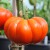 A very large, pleated, red/orange beef steak Cuostralee tomato hanging from a green stalk to a green stem. Another similar fruit in the background, left of the photo