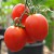 Three vibrant red De Barrao Paste tomatoes with points at the base of the fruit and green stalks at the top attached to a green stem. Black pot at the bottom of the photo in the background with green